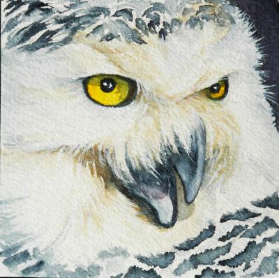 Snowy Owl