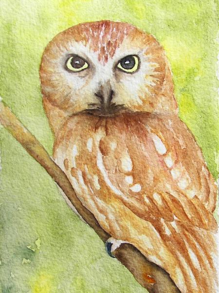 Saw-whet Owl