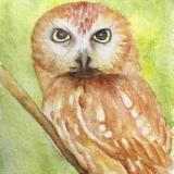 Saw-whet Owl