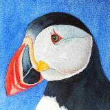 Puffin