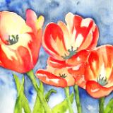 Tulips in Spring