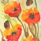 Oriental Poppies