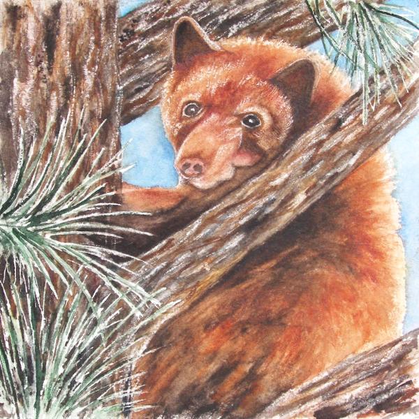 "Cinnamon" Black Bear