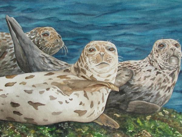 Harbor Seals