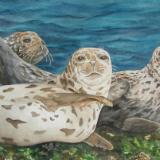 Harbor Seals