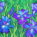 Iris in Blues