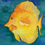 Yellow Tang