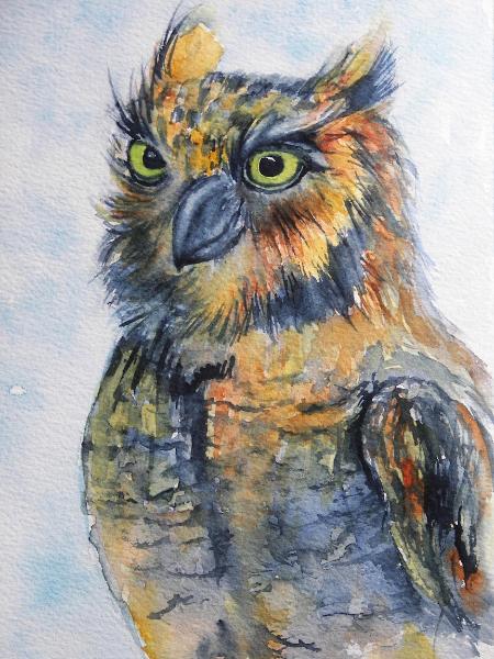 Long-eared Owl