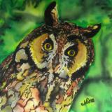 Long-eared Owl on Silk
