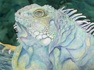 Colors of the Iguana