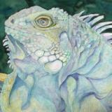 Colors of the Iguana