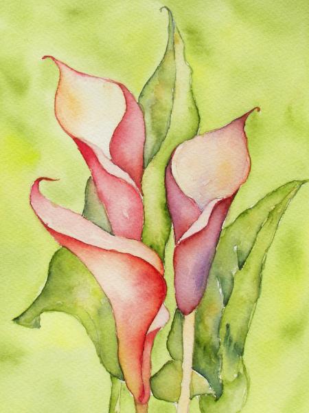 Calla Lilies