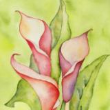 Calla Lilies