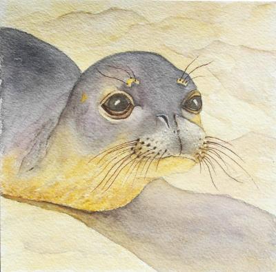 Hawaiian Monk Seal