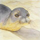 Hawaiian Monk Seal