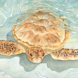 Bora Bora Sea Turtle