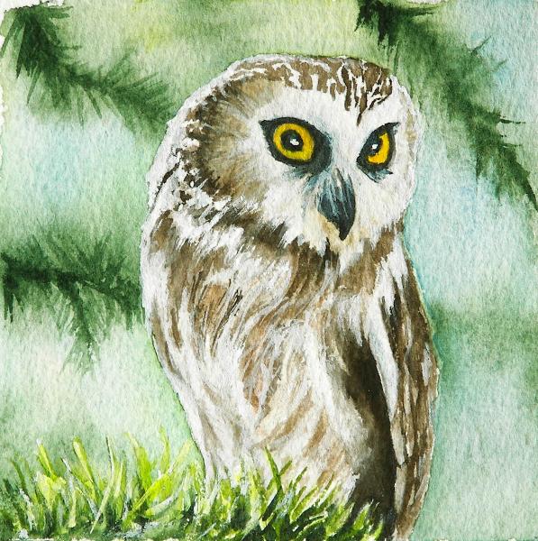 Northern Saw-Whet Owl