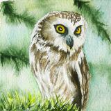 Northern Saw-Whet Owl