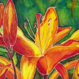 Orange Lily