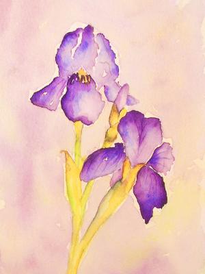 Purple Iris