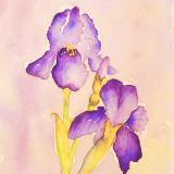 Purple Iris